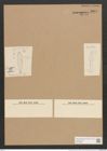 Gomphonema turris Ehr. (de-Toni-Nr.: Genus 37, Species 1732) Zeichnungen Sammlung Grunow Nr. 3385 (NHMW-BOT-W0370909)